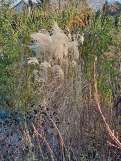 Feinhalm-Chinaschilf 'Graziella' -Angebote Blumen Takt Store feinhalm chinaschilf graziella m044914 743907 0