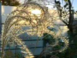 Feinhalm-Chinaschilf 'Graziella' -Angebote Blumen Takt Store feinhalm chinaschilf graziella m044914 855769 0