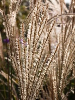 Feinhalm-Chinaschilf 'Graziella' -Angebote Blumen Takt Store feinhalm chinaschilf graziella m044914 w 2