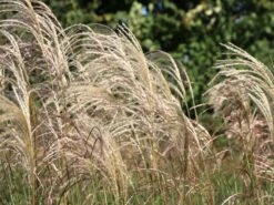 Feinhalm-Chinaschilf 'Graziella' -Angebote Blumen Takt Store feinhalm chinaschilf graziella m044914 w 3