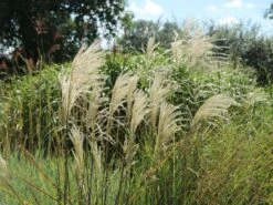 Feinhalm-Chinaschilf 'Graziella' -Angebote Blumen Takt Store feinhalm chinaschilf graziella m044914 w 5