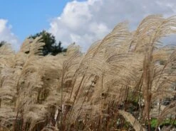 Feinhalm-Chinaschilf 'Graziella' -Angebote Blumen Takt Store feinhalm chinaschilf graziella m044914 w 6