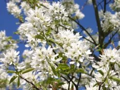 Essbare Felsenbirne 'Ballerina' -Angebote Blumen Takt Store felsenbirne ballerina essbare felsenbirne m009780 w 0