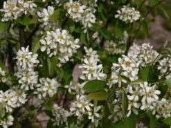 Essbare Felsenbirne 'Ballerina' -Angebote Blumen Takt Store felsenbirne ballerina essbare felsenbirne m009780 w 4