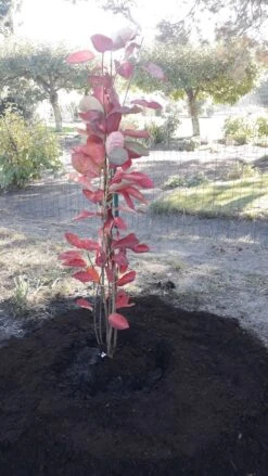 Felsenbirne 'Prince William' -Angebote Blumen Takt Store felsenbirne prince william m059262 193676 0