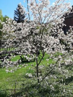 Felsenbirne 'Prince William' -Angebote Blumen Takt Store felsenbirne prince william m059262 667707 0