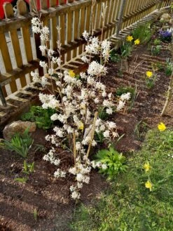 Felsenbirne 'Prince William' -Angebote Blumen Takt Store felsenbirne prince william m059262 673907 0