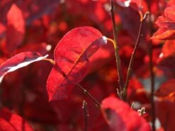 Felsenbirne 'Prince William' -Angebote Blumen Takt Store felsenbirne prince william m059262 w 2