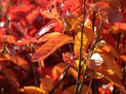 Felsenbirne 'Prince William' -Angebote Blumen Takt Store felsenbirne prince william m059262 w 3