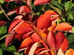 Felsenbirne 'Prince William' -Angebote Blumen Takt Store felsenbirne prince william m059262 w 4