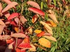 Felsenbirne 'Prince William' -Angebote Blumen Takt Store felsenbirne prince william m059262 w 5