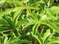 Fingerkraut 'Hopwoodiana' 21 Fingerkraut 'Hopwoodiana' -Angebote Blumen Takt Store fingerkraut hopwoodiana m060064 w 0