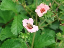 Fingerkraut 'Hopwoodiana' 16 Fingerkraut 'Hopwoodiana' -Angebote Blumen Takt Store fingerkraut hopwoodiana m060064 w 1