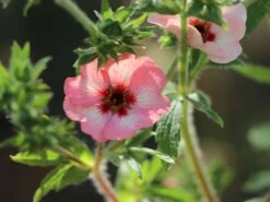 Fingerkraut 'Hopwoodiana' 19 Fingerkraut 'Hopwoodiana' -Angebote Blumen Takt Store fingerkraut hopwoodiana m060064 w 10