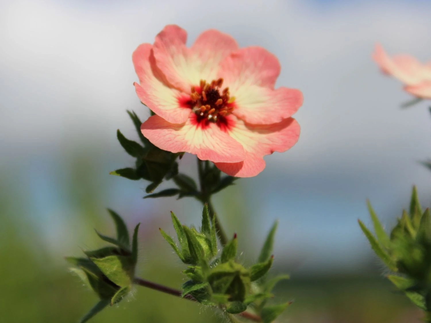 Fingerkraut 'Hopwoodiana' 4 Fingerkraut 'Hopwoodiana' – Bild 2