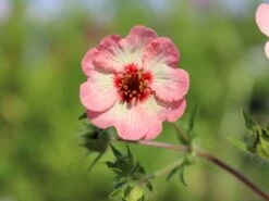 Fingerkraut 'Hopwoodiana' 23 Fingerkraut 'Hopwoodiana' -Angebote Blumen Takt Store fingerkraut hopwoodiana m060064 w 3