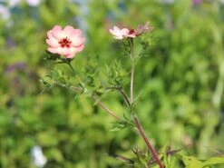 Fingerkraut 'Hopwoodiana' 24 Fingerkraut 'Hopwoodiana' -Angebote Blumen Takt Store fingerkraut hopwoodiana m060064 w 4