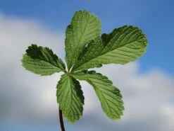 Fingerkraut 'Hopwoodiana' 22 Fingerkraut 'Hopwoodiana' -Angebote Blumen Takt Store fingerkraut hopwoodiana m060064 w 5