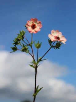 Fingerkraut 'Hopwoodiana' 25 Fingerkraut 'Hopwoodiana' -Angebote Blumen Takt Store fingerkraut hopwoodiana m060064 w 6