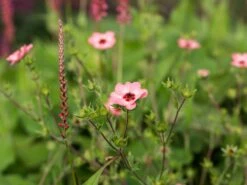 Fingerkraut 'Hopwoodiana' 17 Fingerkraut 'Hopwoodiana' -Angebote Blumen Takt Store fingerkraut hopwoodiana m060064 w 7