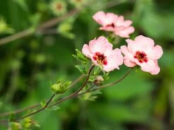 Fingerkraut 'Hopwoodiana' 20 Fingerkraut 'Hopwoodiana' -Angebote Blumen Takt Store fingerkraut hopwoodiana m060064 w 8