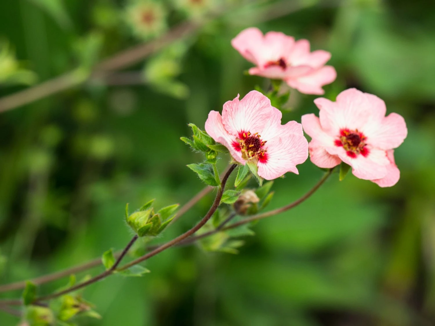 Fingerkraut 'Hopwoodiana' 9 Fingerkraut 'Hopwoodiana' – Bild 7