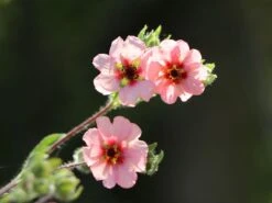 Fingerkraut 'Hopwoodiana' 18 Fingerkraut 'Hopwoodiana' -Angebote Blumen Takt Store fingerkraut hopwoodiana m060064 w 9