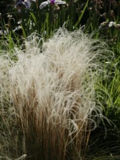 Flausch-Federgras -Angebote Blumen Takt Store flausch federgras m045311 w 0