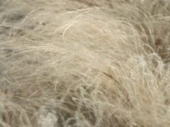 Flausch-Federgras -Angebote Blumen Takt Store flausch federgras m045311 w 1