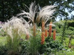 Flausch-Federgras -Angebote Blumen Takt Store flausch federgras m045311 w 2