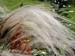 Flausch-Federgras -Angebote Blumen Takt Store flausch federgras m045311 w 3