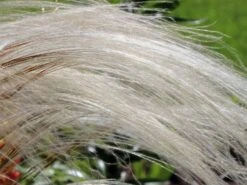 Flausch-Federgras -Angebote Blumen Takt Store flausch federgras m045311 w 4