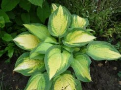 Funkie 'Orange Marmalade' -Angebote Blumen Takt Store funkie orange marmalade m062338 501140 0