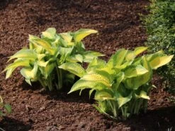 Funkie 'Orange Marmalade' -Angebote Blumen Takt Store funkie orange marmalade m062338 w 0