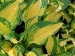 Funkie 'Orange Marmalade' -Angebote Blumen Takt Store funkie orange marmalade m062338 w 1