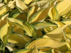 Funkie 'Orange Marmalade' -Angebote Blumen Takt Store funkie orange marmalade m062338 w 2