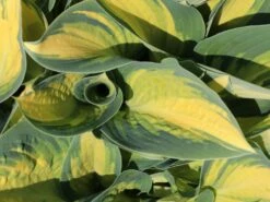 Funkie 'Orange Marmalade' -Angebote Blumen Takt Store funkie orange marmalade m062338 w 3