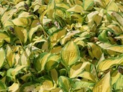 Funkie 'Orange Marmalade' -Angebote Blumen Takt Store funkie orange marmalade m062338 w 4