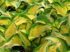 Funkie 'Orange Marmalade' -Angebote Blumen Takt Store funkie orange marmalade m062338 w 6