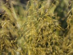 Gelbes Flattergras 'Aureum' -Angebote Blumen Takt Store gelbes flattergras aureum m059507 w 1