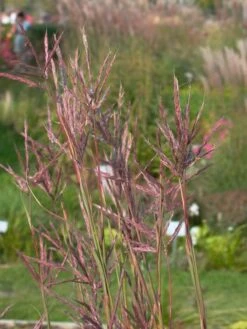 Gerards Blauhalm -Angebote Blumen Takt Store gerards blauhalm m057647 w 1