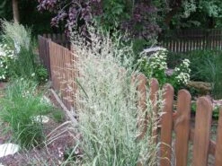 Gestreiftblättriges Reitgras 'Overdam' -Angebote Blumen Takt Store gestreiftblaettriges reitgras overdam m044649 551380 0 1