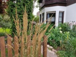 Gestreiftblättriges Reitgras 'Overdam' -Angebote Blumen Takt Store gestreiftblaettriges reitgras overdam m044649 551380 0