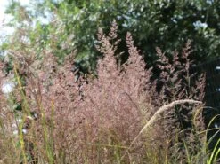 Gestreiftblättriges Reitgras 'Overdam' -Angebote Blumen Takt Store gestreiftblaettriges reitgras overdam m044649 w 1