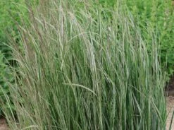 Gestreiftblättriges Reitgras 'Overdam' -Angebote Blumen Takt Store gestreiftblaettriges reitgras overdam m044649 w 4