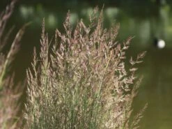 Gestreiftblättriges Reitgras 'Overdam' -Angebote Blumen Takt Store gestreiftblaettriges reitgras overdam m044649 w 5