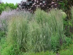Gestreiftblättriges Reitgras 'Overdam' -Angebote Blumen Takt Store gestreiftblaettriges reitgras overdam m044649 w 7