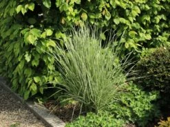 Gestreiftblättriges Reitgras 'Overdam' -Angebote Blumen Takt Store gestreiftblaettriges reitgras overdam m044649 w 8