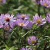 Glattblatt-Aster 'Vasterival' -Angebote Blumen Takt Store glattblatt aster vasterival m102028 h 0