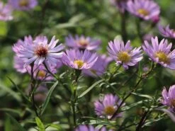 Glattblatt-Aster 'Vasterival'